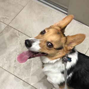 Meet your Posher, Tess